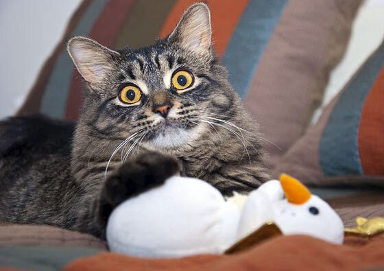 意甲战术创新频出，精彩配合让比赛更加精彩，意甲战术创新频出,精彩配合让比赛更加精彩